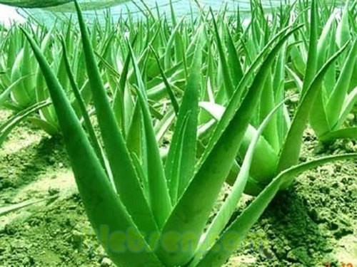 Aloe Vera Plant   83c3b1cf1f8937efbb7f3425fc6e25d5 